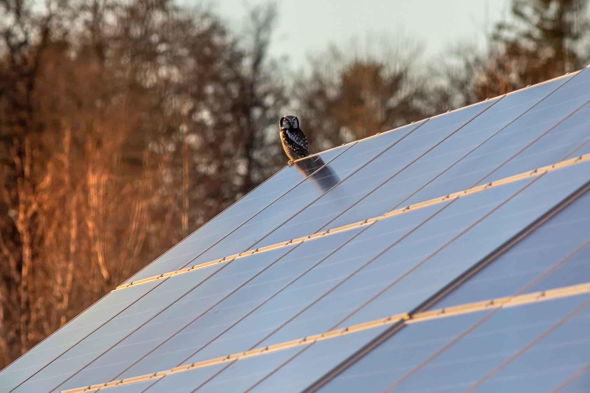 découvrez comment l'achat de panneaux solaires peut transformer votre consommation d'énergie tout en réduisant votre empreinte carbone. profitez d'une énergie renouvelable, d'économies sur vos factures et d'une valorisation de votre patrimoine grâce à des solutions adaptées à vos besoins.