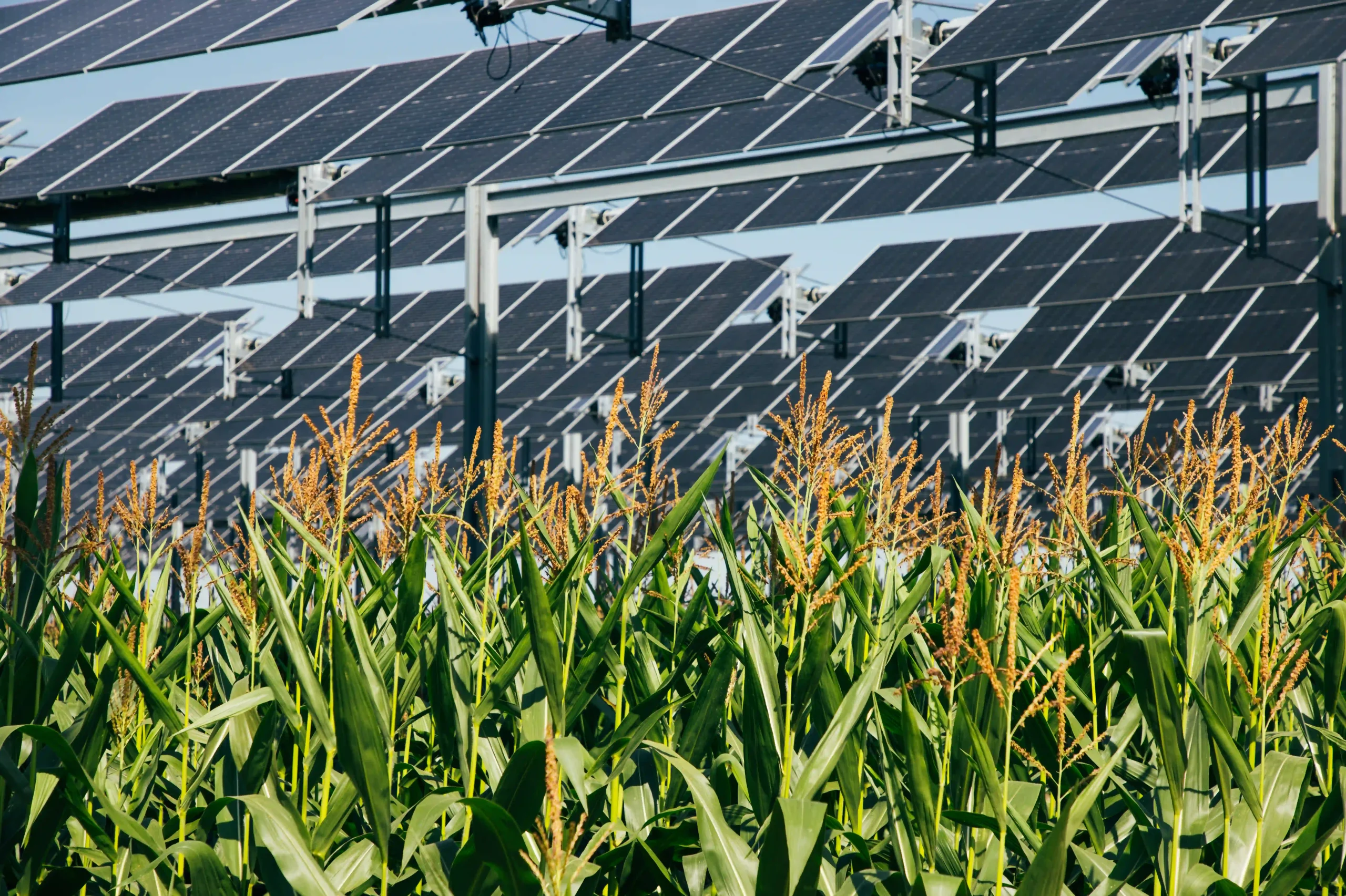découvrez l'agri-photovoltaique, une solution innovante alliant agriculture et production d'énergie solaire. apprenez comment cette pratique durable permet de maximiser les rendements agricoles tout en réduisant l'empreinte carbone.