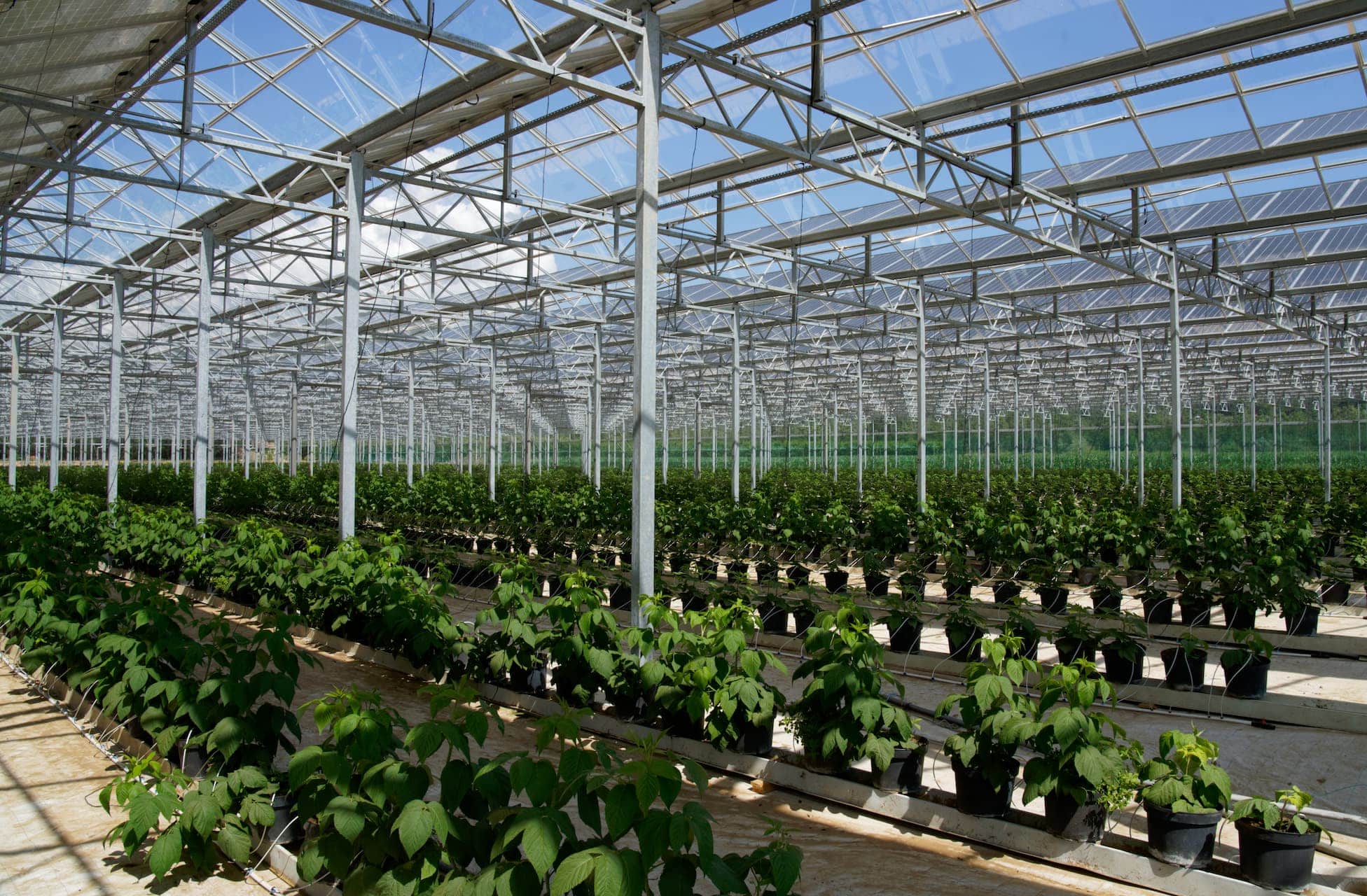 découvrez les nombreux avantages des serres photovoltaïques, alliant agriculture durable et production d'énergie renouvelable. optimisez vos récoltes tout en réduisant votre empreinte carbone.