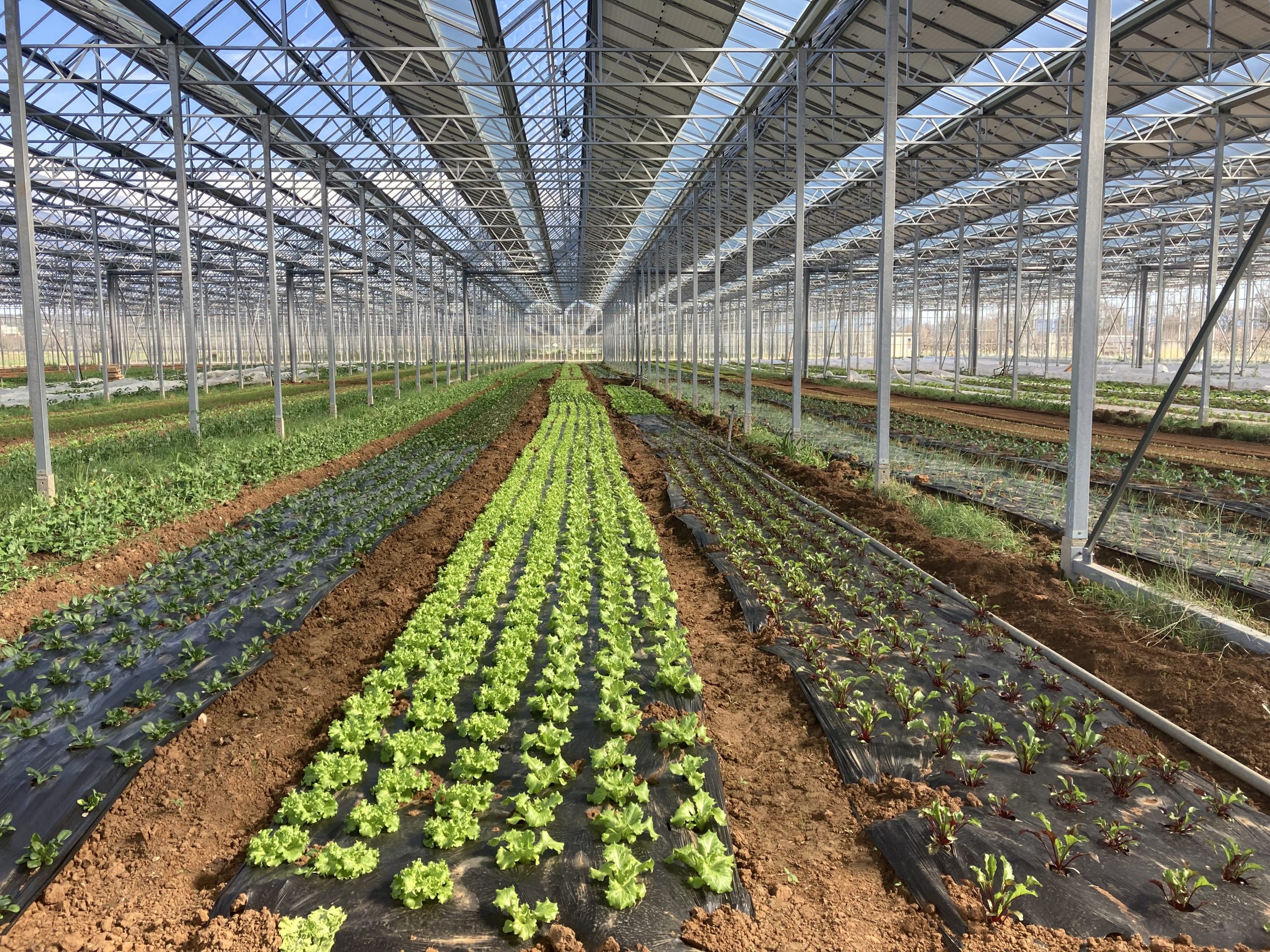 découvrez les avantages des serres photovoltaïques, une solution innovante alliant agriculture et énergie renouvelable. optimisez votre production tout en réduisant votre empreinte carbone grâce à des techniques de culture durables et à l'utilisation de l'énergie solaire.