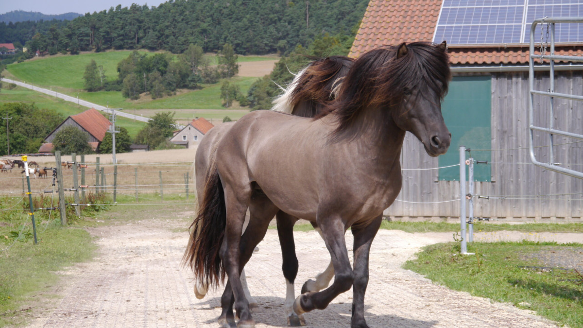 découvrez notre écurie solaire, un espace innovant où le bien-être des chevaux rencontre les énergies renouvelables. offrez à votre cheval un cadre idéal tout en contribuant à la préservation de l'environnement.
