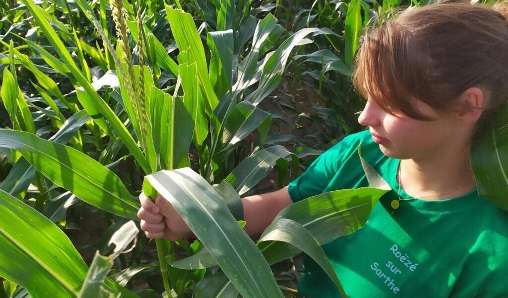 découvrez l'écimage, une pratique horticole essentielle qui consiste à tailler les plantes pour favoriser leur croissance et leur floraison. apprenez les techniques et astuces pour réussir vos écimages et obtenir des jardins luxuriants et bien entretenus.