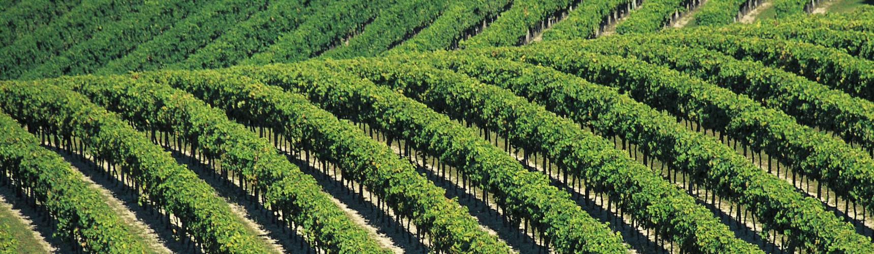 découvrez l'écimage, une technique essentielle pour optimiser la croissance de vos plantes. apprenez comment cette méthode de taille favorise une meilleure production de fleurs et de fruits, tout en maintenant la santé de vos végétaux. idéal pour les jardiniers amateurs et professionnels !