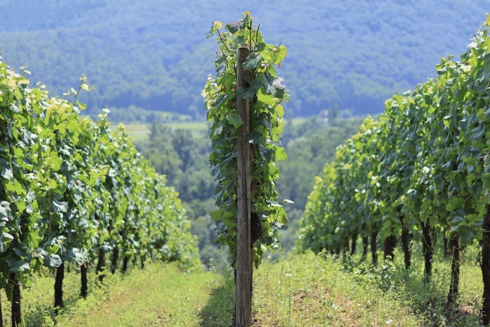 découvrez l'écimage, une technique de jardinage essentielle pour stimuler la croissance des plantes et favoriser leur floraison. apprenez les meilleures pratiques et conseils pour optimiser vos cultures et obtenir des résultats éblouissants.
