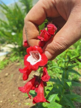 découvrez notre faq dédiée aux plantes dans notre forum pv. trouvez des réponses à vos questions, partagez vos expériences et échangez des conseils avec d'autres passionnés de jardinage. rejoignez notre communauté dès maintenant!