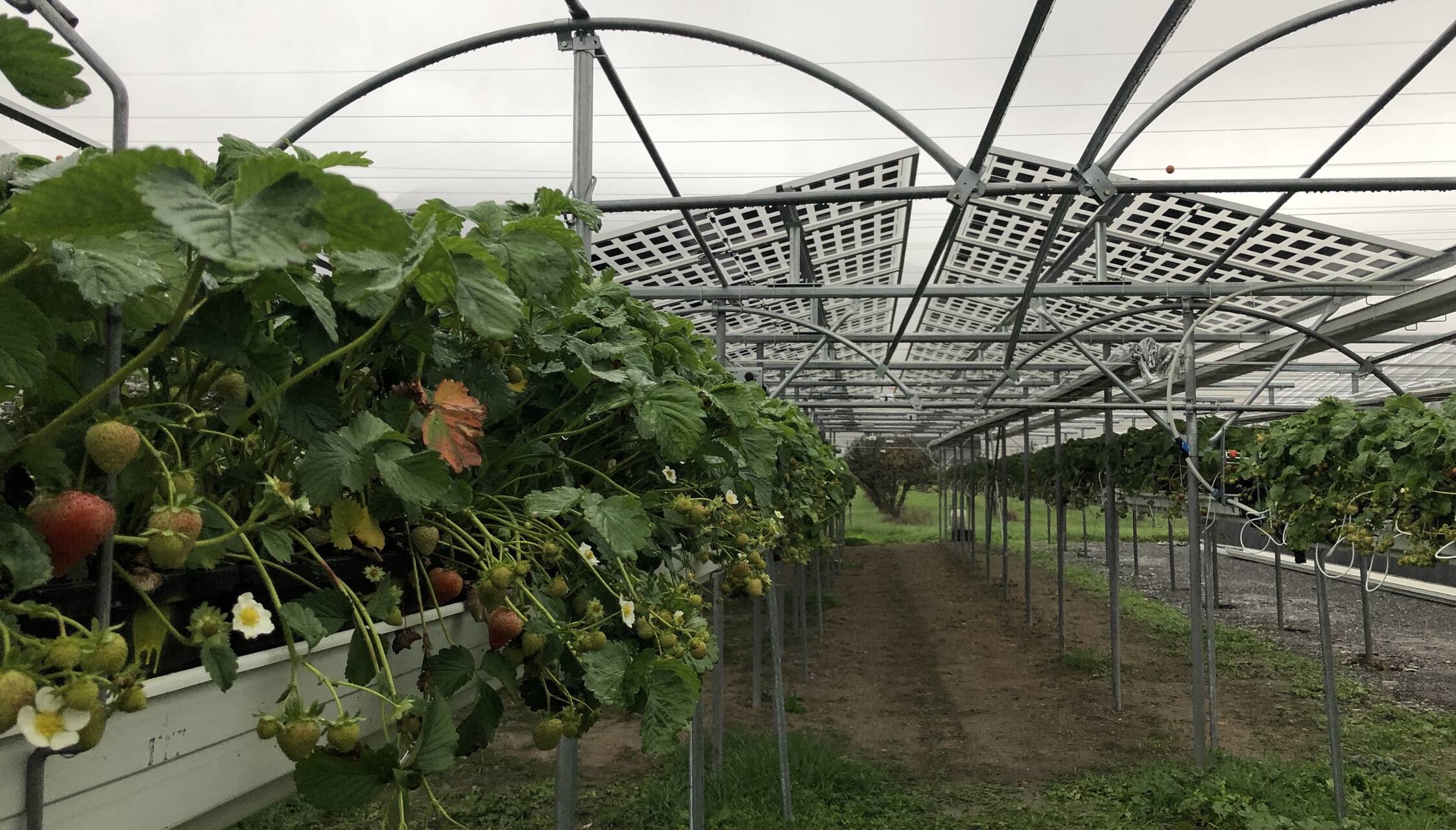 découvrez notre faq sur les plantes dans notre forum pv. posez vos questions, échangez des conseils et apprenez tout sur l'entretien des plantes avec notre communauté passionnée.