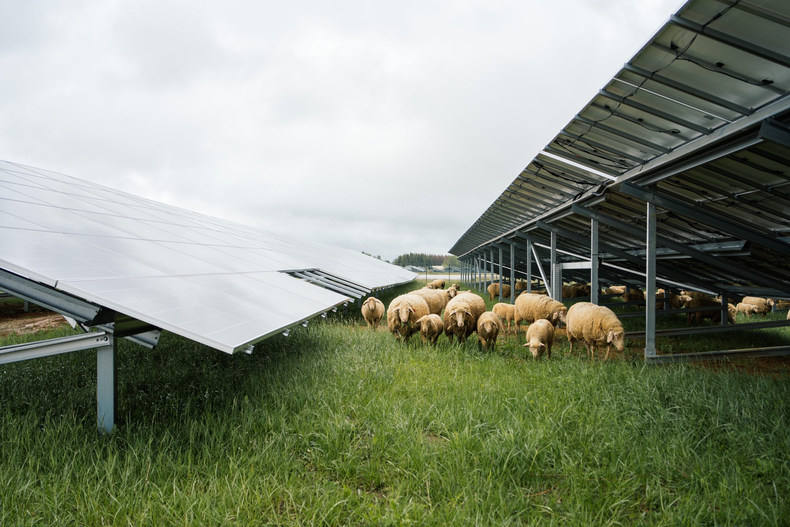 découvrez l'agri-photovoltaïque, une approche innovante alliant agriculture et production d'énergie solaire. optimisez vos sols tout en générant une énergie durable et contribuez à la transition énergétique. explorez les avantages économiques et environnementaux de cette solution écoresponsable.