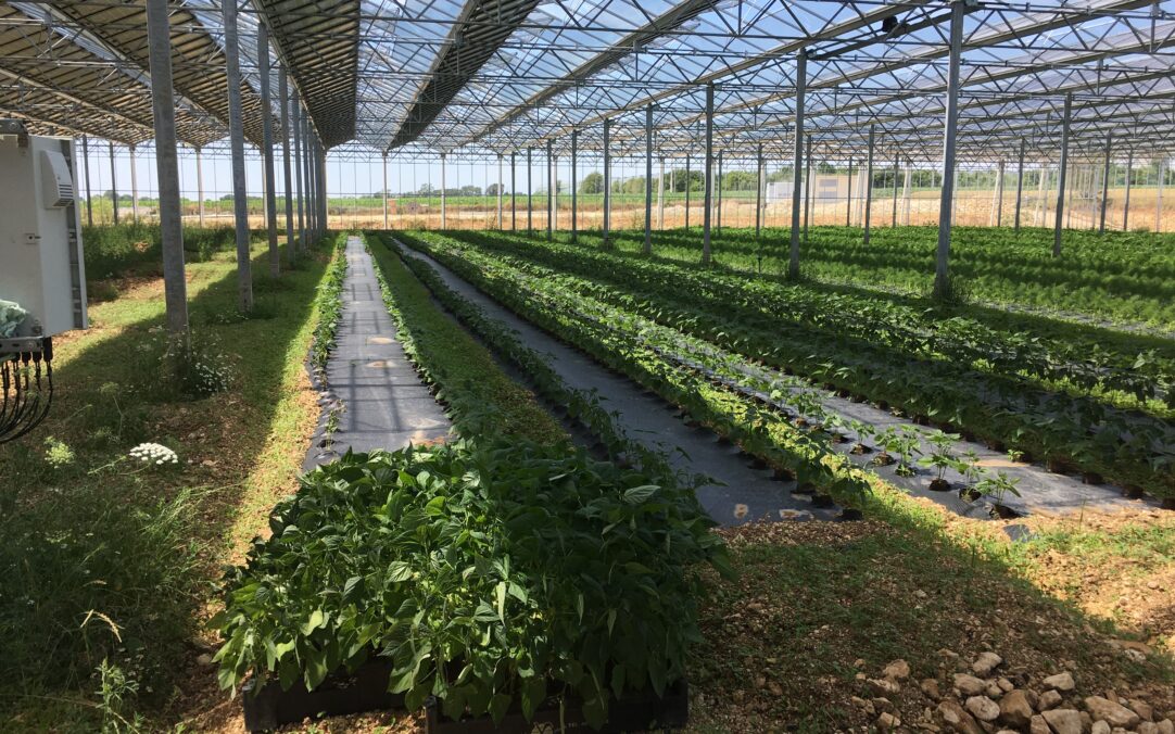 découvrez les avantages des serres photovoltaïques, une solution innovante alliant agriculture durable et production d'énergie renouvelable. maximisez vos rendements tout en réduisant votre empreinte carbone grâce à cette technologie qui transforme votre serre en véritable atout écologique et économique.