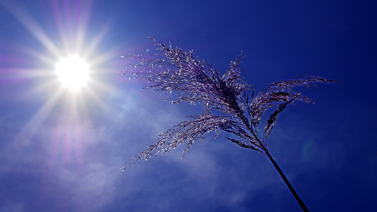 découvrez le bail photovoltaïque, une solution innovante pour louer des panneaux solaires tout en bénéficiant d'une énergie renouvelable et économique. optimisez votre consommation d'énergie et participez à la transition écologique grâce à des contrats flexibles adaptés à vos besoins.