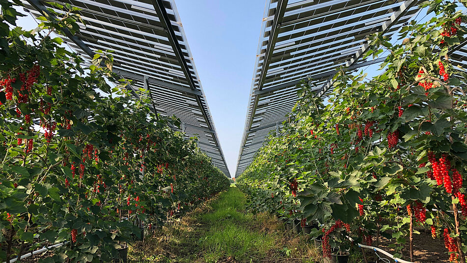 découvrez les bâtiments agrivoltaïques, une solution innovante alliant agriculture et énergie renouvelable. maximisez la production de vos cultures tout en générant une électricité propre grâce à des infrastructures conçues pour optimiser l'usage des terres.