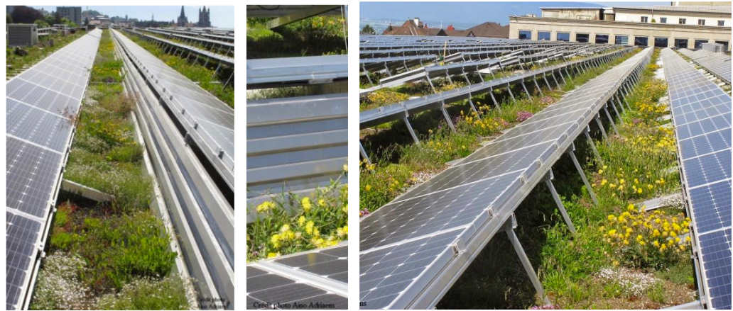 découvrez l'univers du bio-solaire, une approche innovante alliant agriculture et énergie renouvelable. apprenez comment cette méthode durable contribue à la préservation de l'environnement tout en optimisant la production agricole. explorez les avantages et les techniques du bio-solaire pour un avenir plus vert.