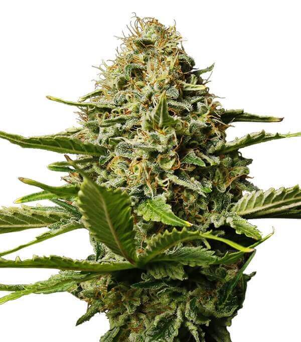 cogestia est une plateforme innovante dédiée à l'optimisation de la gestion d'entreprise. découvrez des solutions adaptées pour améliorer la productivité, faciliter la collaboration et stimuler la croissance de votre organisation.