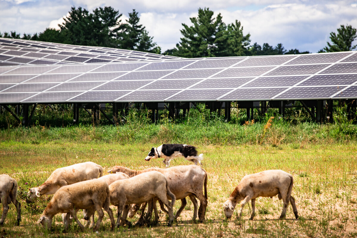 découvrez les enjeux et implications du décret pv 2025, un texte essentiel pour la transition énergétique en france. informez-vous sur les mesures clés qui transformeront le paysage des énergies renouvelables et leur impact sur votre quotidien.