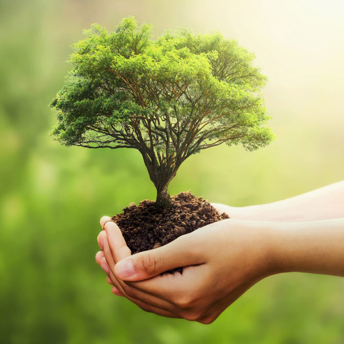 découvrez l'écologie, une discipline essentielle pour comprendre les relations entre les êtres vivants et leur environnement. explorez les enjeux de la biodiversité, de la conservation et des pratiques durables pour préserver notre planète.