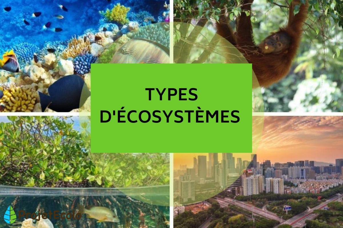 découvrez l'écosystème, un réseau complexe d'interactions entre les organismes vivants et leur environnement. apprenez comment ces relations influencent la biodiversité, la santé de notre planète et le rôle crucial de chaque espèce dans la chaîne alimentaire.