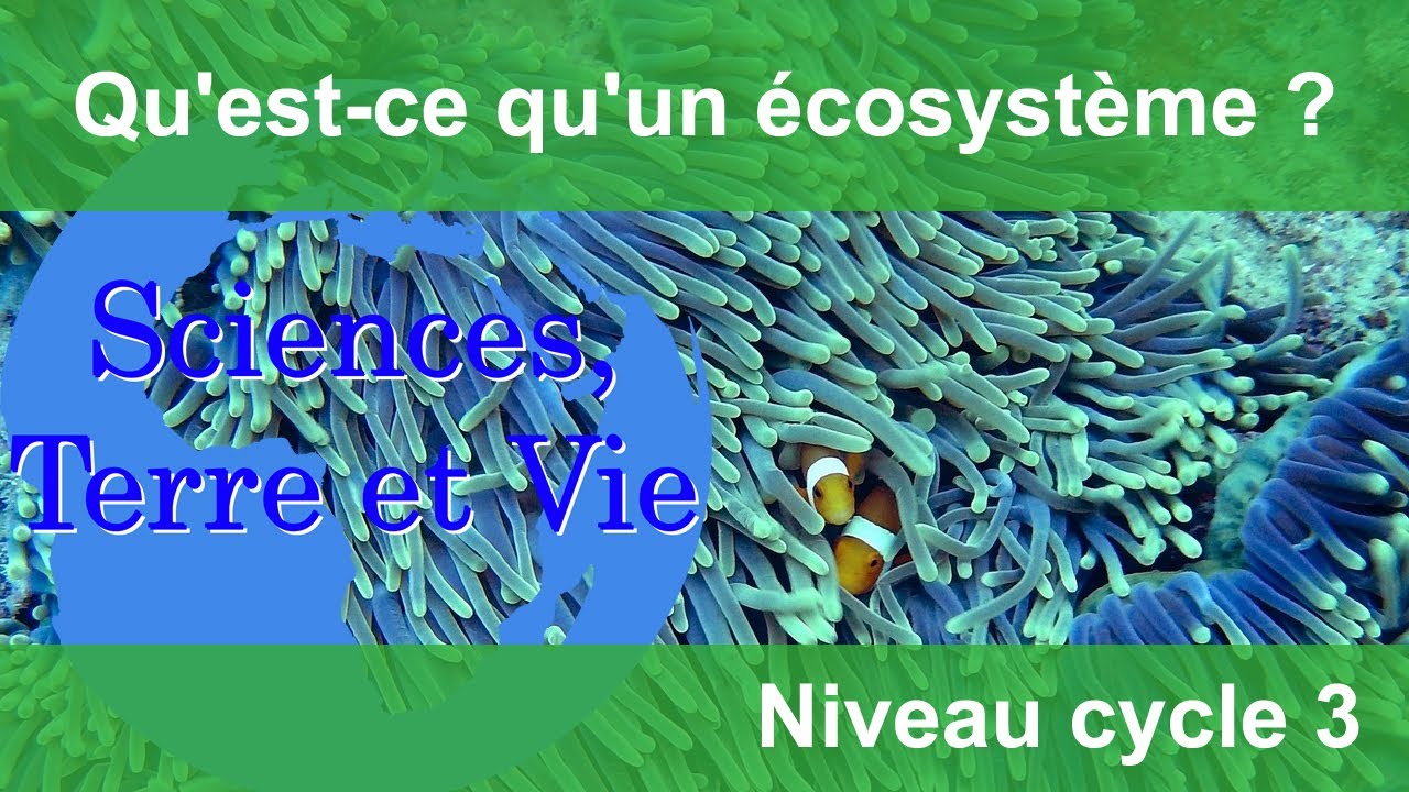 découvrez l'écosystème, un réseau complexe d'interactions entre les organismes vivants et leur environnement. explorez les enjeux de la biodiversité, l'importance des écosystèmes pour la planète et les actions à entreprendre pour les préserver.