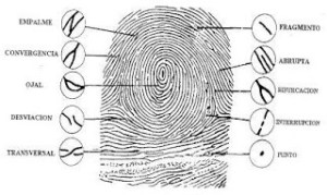 découvrez tout sur l'empreinte, un concept fascinant qui englobe nos traces personnelles, environnementales et sociales. apprenez comment chaque action laisse une marque et explorez des solutions durables pour réduire votre empreinte écologique.