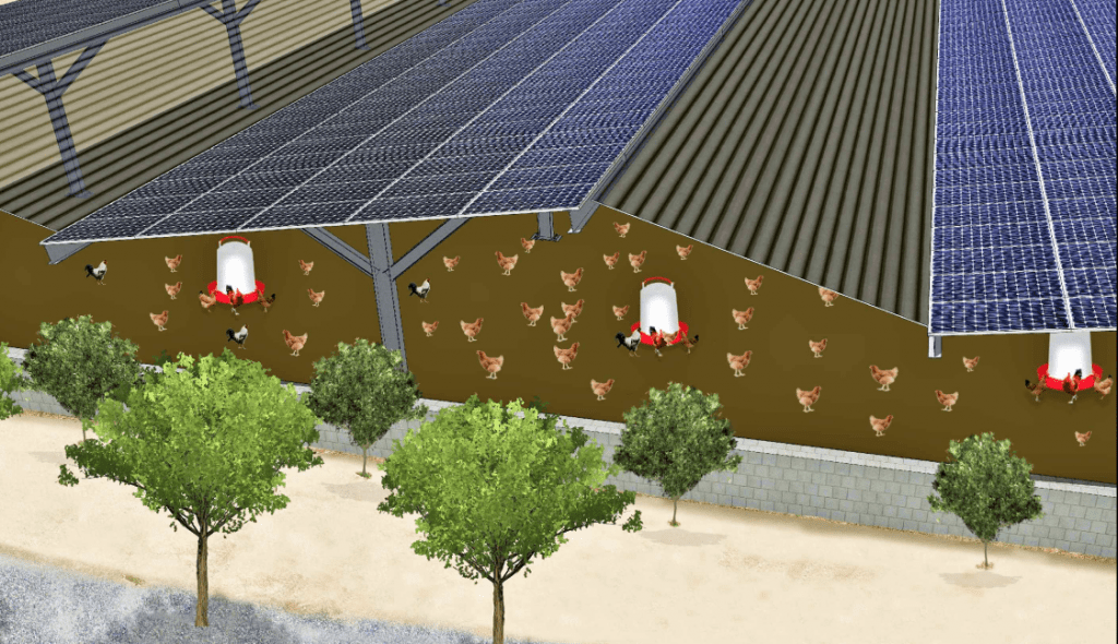 découvrez notre ferme avicole solaire, un modèle innovant alliant agriculture durable et énergies renouvelables. élevez des volailles en harmonie avec la nature tout en bénéficiant d'une production respectueuse de l'environnement.