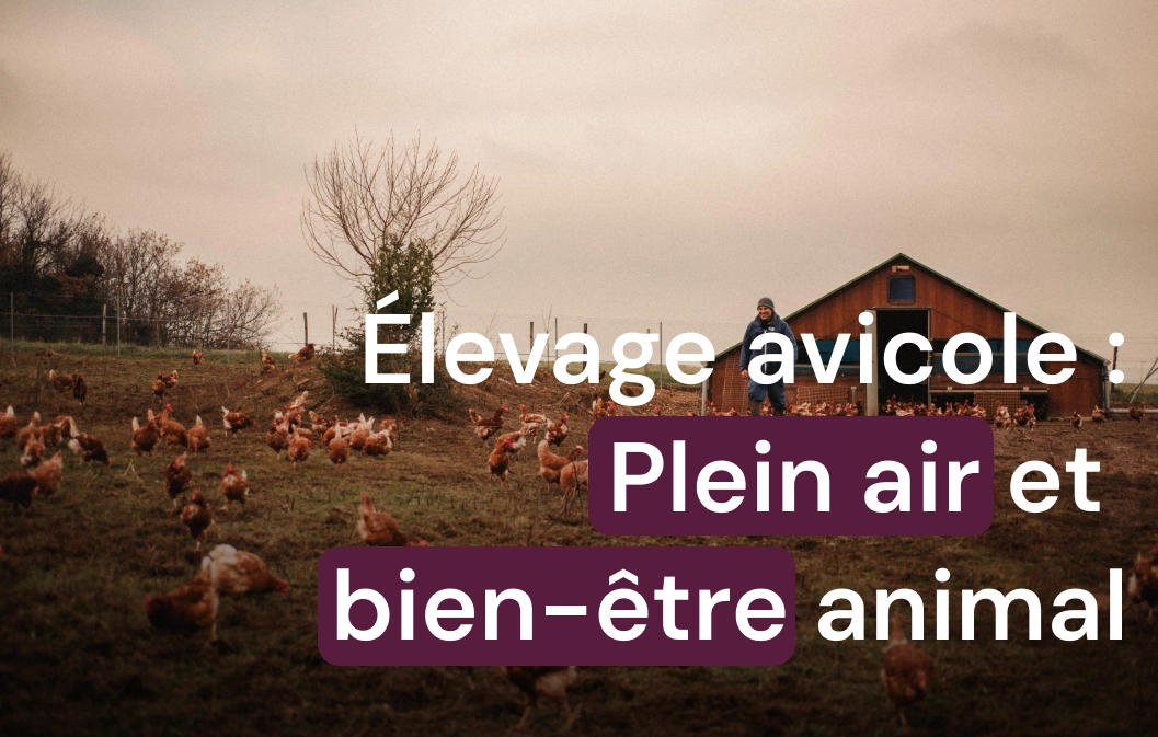 découvrez notre ferme avicole solaire, un espace innovant alliant agriculture durable et énergies renouvelables. élevez des volailles dans un environnement respectueux de l'écologie tout en profitant des bienfaits d'une production énergétique verte. rejoignez-nous pour une approche moderne et responsable de l'aviculture.