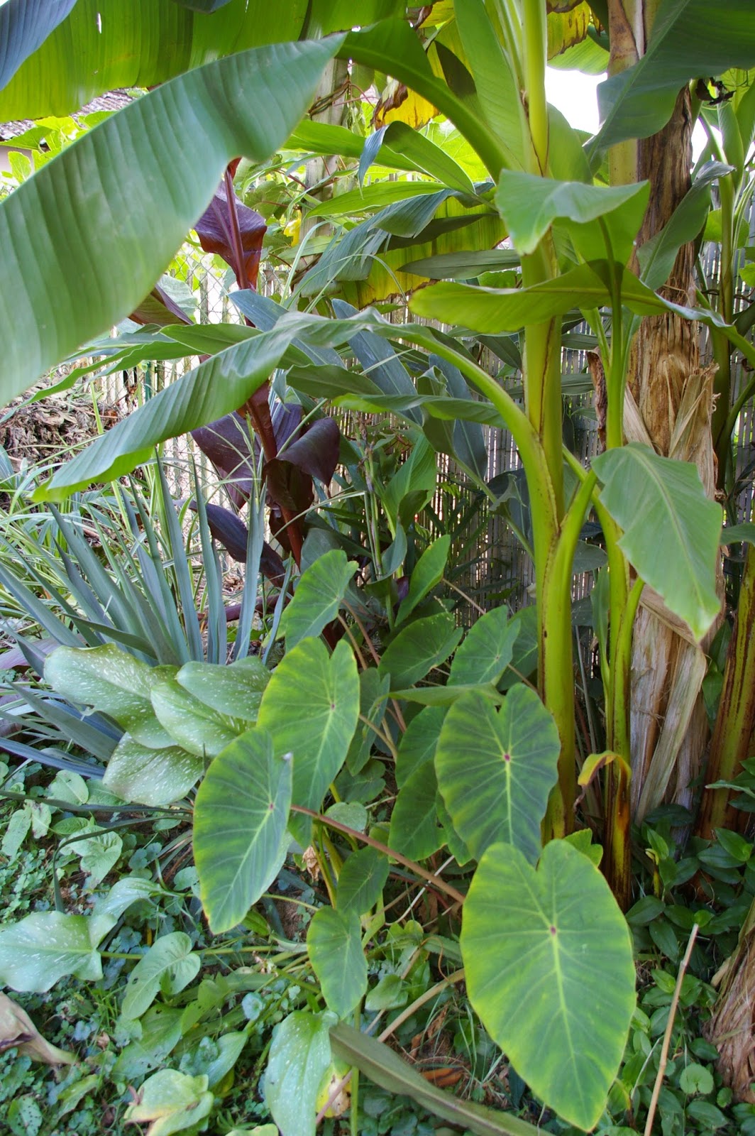 découvrez le forum exotique, l'endroit idéal pour partager vos passions pour les voyages, la culture et la nature des destinations lointaines. rejoignez notre communauté pour échanger des conseils, des expériences et des astuces sur les meilleures destinations exotiques à explorer.