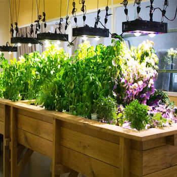 découvrez notre kit aquaponie complet pour cultiver vos propres légumes et élever des poissons en harmonie. idéal pour les jardiniers débutants et les passionnés d'agriculture durable, ce système innovant vous permet de profiter d'une production biologique tout en préservant l'environnement.