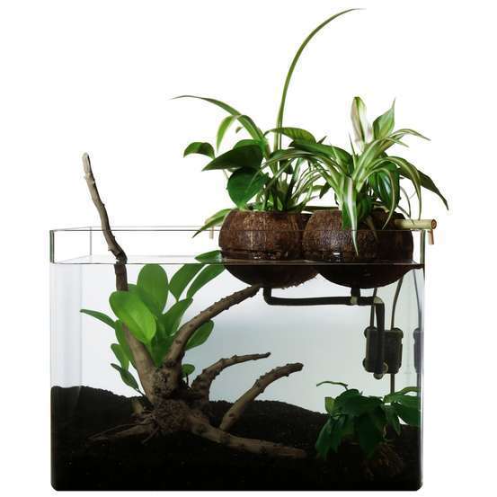 découvrez notre kit aquaponie complet, idéal pour créer un écosystème durable chez vous. apprenez à cultiver des légumes frais tout en élevant des poissons, tout en préservant l'eau et en maximisant votre espace. parfait pour les jardiniers novices et expérimentés.