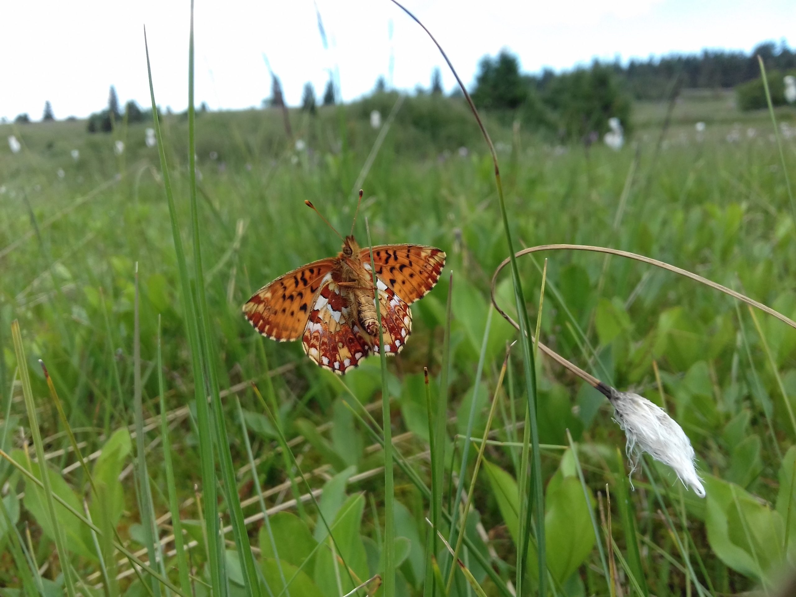 découvrez notre liste verte, un guide complet des plantes écologiques et durables qui embelliront votre jardin tout en préservant l'environnement. trouvez des conseils, des astuces et des inspirations pour adopter un mode de vie plus respectueux de la nature.