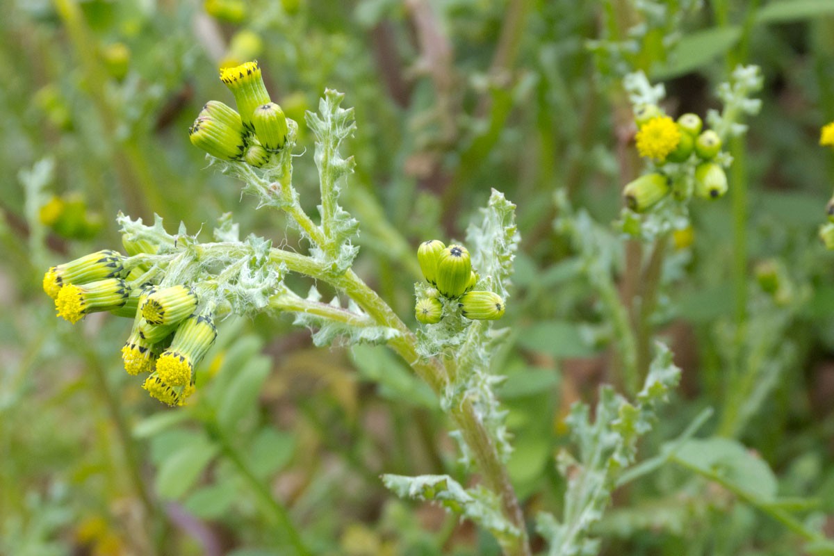 découvrez notre article sur le terme 'commun', qui explore son sens et ses multiples usages dans le langage quotidien. plongez dans les différentes significations et l'importance de ce mot dans la communication et le partage d'idées.