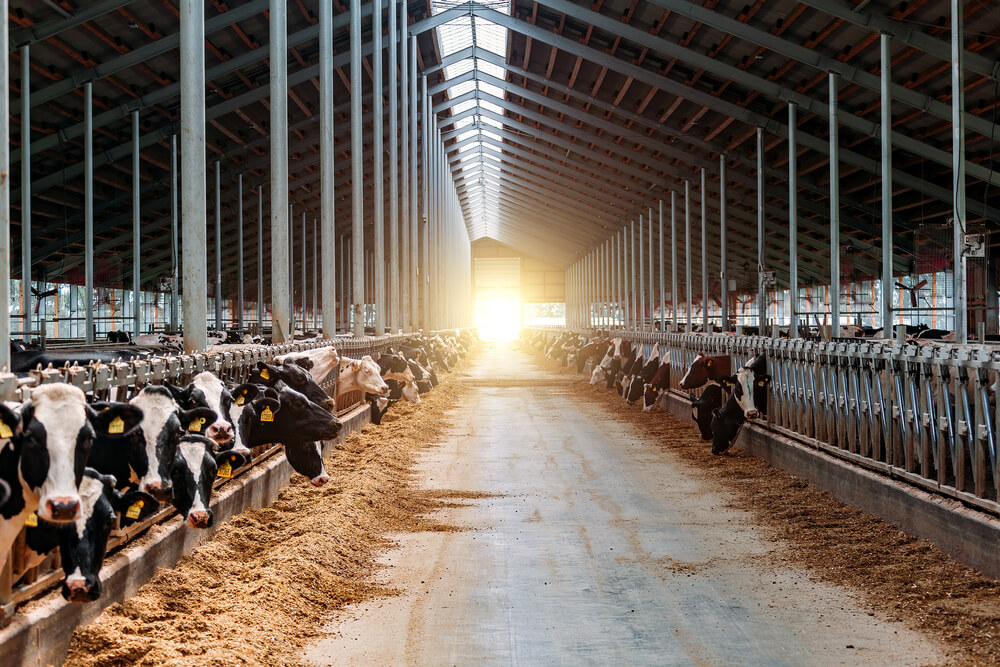 découvrez comment le photovoltaïque peut révolutionner l'élevage en optimisant la consommation d'énergie et en réduisant les coûts. apprenez à intégrer des solutions solaires dans vos exploitations agricoles pour un avenir durable.