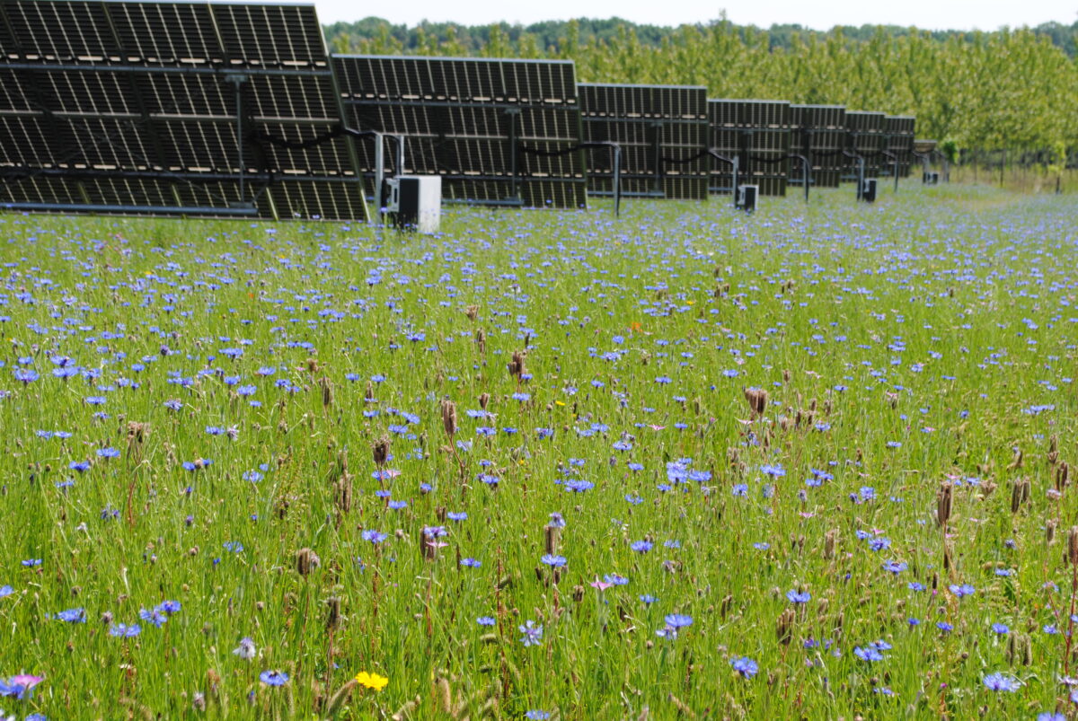 découvrez comment l'énergie photovoltaïque contribue à la préservation de la biodiversité tout en offrant des solutions durables pour l'avenir. explorez les synergies entre l'innovation verte et la protection de notre patrimoine naturel.