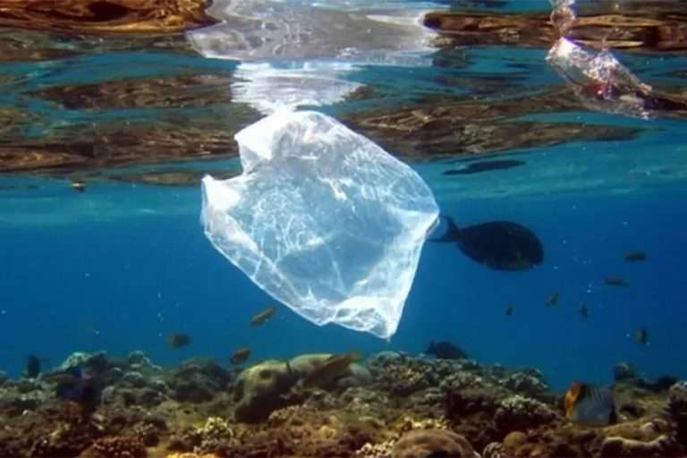 découvrez les plastiques biodégradables, une alternative écologique aux plastiques traditionnels. apprenez comment ils se décomposent naturellement, réduisent les déchets et contribuent à la protection de notre environnement.