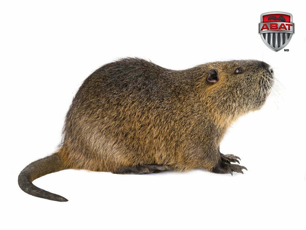 découvrez tout sur les rongeurs, leurs caractéristiques, habitats et comportements. apprenez à les identifier et à les préserver dans leur milieu naturel ou à prendre soin d'eux en tant qu'animaux de compagnie.