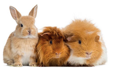 découvrez tout ce qu'il faut savoir sur les rongeurs : leurs caractéristiques, habitats, comportements et conseils pour le soin de ces animaux fascinants. que vous soyez un passionné ou un futur propriétaire, explorez notre guide complet sur ces créatures à fourrure.