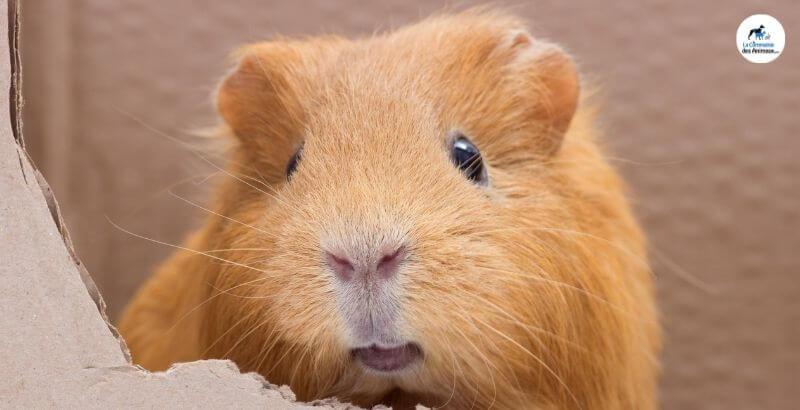 découvrez tout sur les rongeurs : leur biologie, leur comportement et les différentes espèces. apprenez à les identifier et à les préserver dans leur habitat naturel.