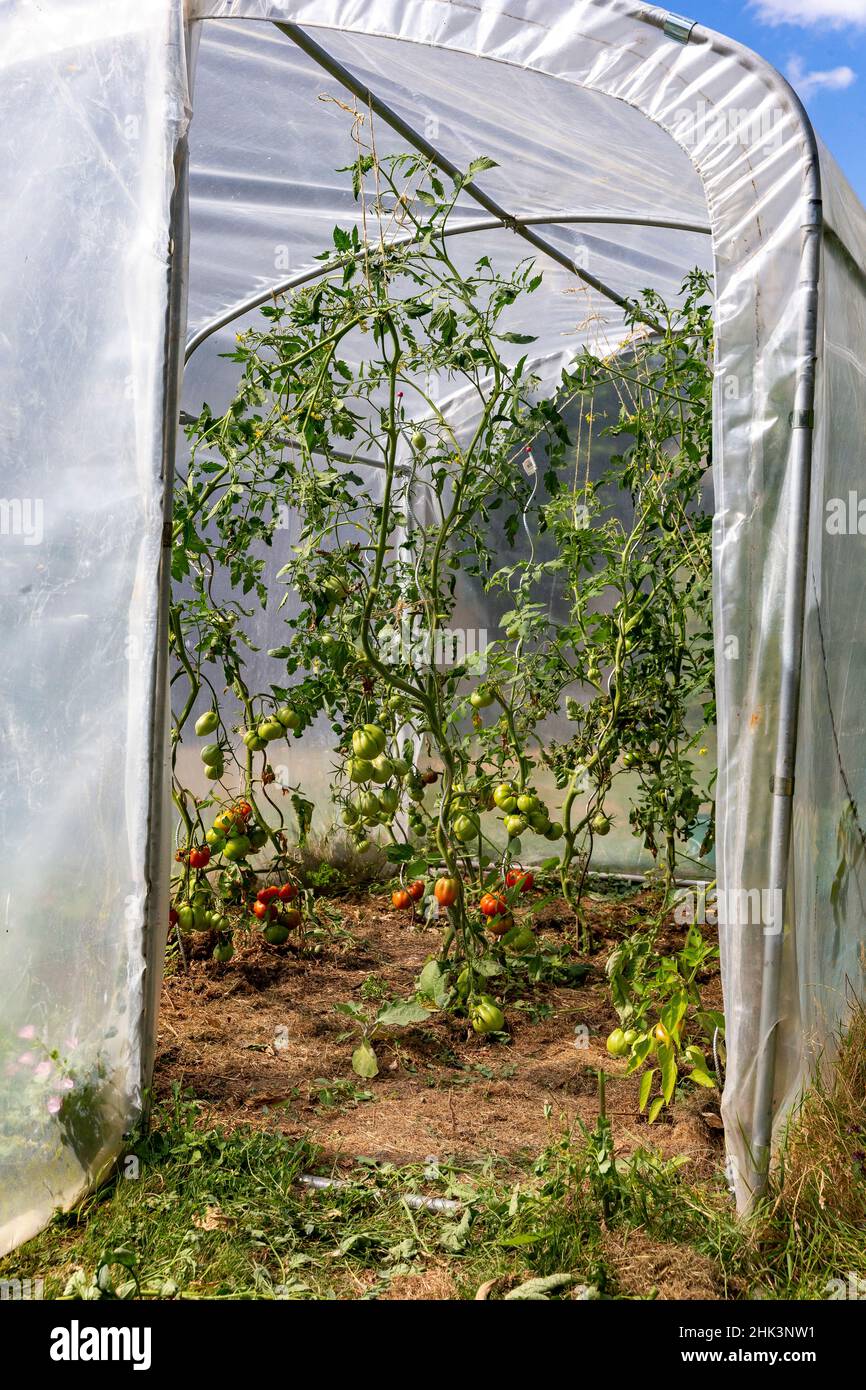 découvrez la serre de jardin 35, idéale pour protéger vos plantes et légumes des intempéries tout en favorisant leur croissance. profitez d'un espace de jardinage optimisé grâce à cette serre durable et pratique.