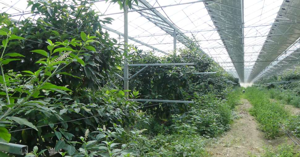 découvrez les avantages des serres photovoltaïques, une solution innovante alliant agriculture durable et production d'énergie solaire. optimisez vos rendements tout en contribuant à la transition énergétique.