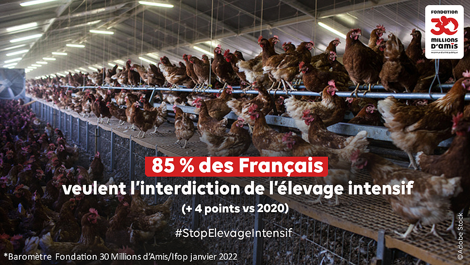 découvrez l'élevage sous toutes ses formes, des pratiques traditionnelles aux techniques modernes. apprenez les différentes méthodes d'élevage d'animaux, les soins nécessaires et les enjeux économiques et environnementaux. que vous soyez passionné ou simplement curieux, plongez dans l'univers fascinant de l'élevage.