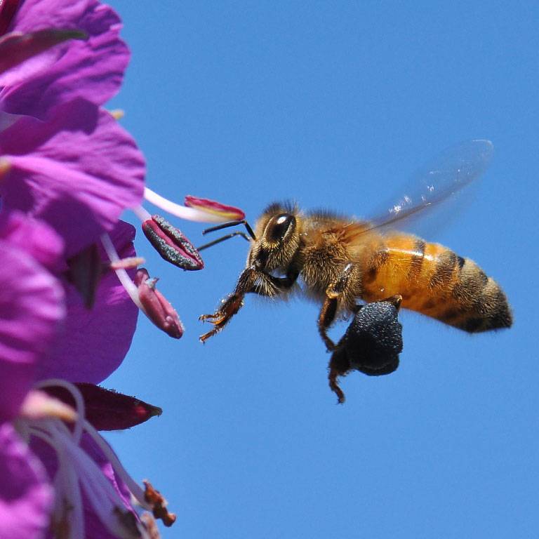 découvrez le monde fascinant des abeilles, ces pollinisateurs essentiels à l'écosystème. apprenez leur rôle crucial dans la nature, leur comportement, leur production de miel et les menaces qui pèsent sur leur survie. plongez dans l'univers enchanteur de ces insectes aux nombreuses facettes.