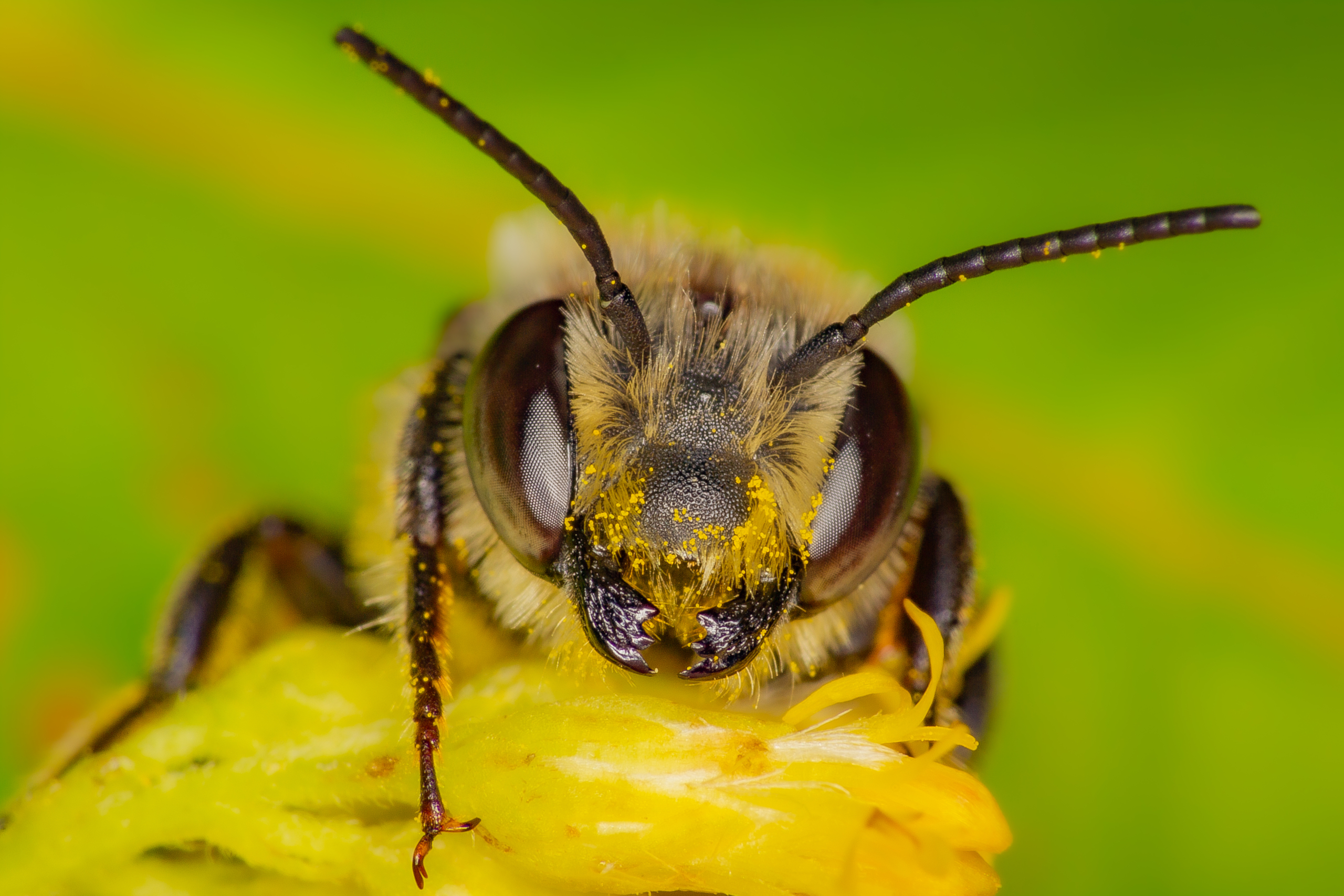 découvrez le monde fascinant des abeilles, ces pollinisateurs essentiels à notre écosystème. apprenez-en plus sur leur rôle crucial dans la nature, leur comportement social, et les menaces auxquelles elles font face. plongez dans l'univers des abeilles et comprenez pourquoi leur protection est vitale pour notre avenir.