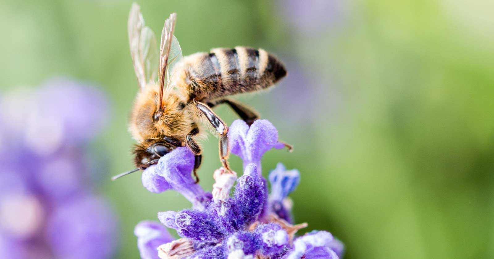 découvrez l'univers fascinant des abeilles, ces pollinisateurs essentiels à la biodiversité. apprenez leur rôle crucial dans l'écosystème, leurs modes de vie et les menaces qui pèsent sur leur survie. engagez-vous pour la protection des abeilles et laissez-vous inspirer par leur impact sur notre environnement.