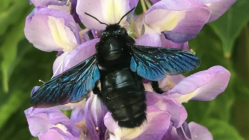 découvrez l'univers fascinant des abeilles, ces pollinisateurs essentiels à notre écosystème. apprenez-en plus sur leur mode de vie, leur importance pour la biodiversité et comment les protéger pour préserver notre environnement.