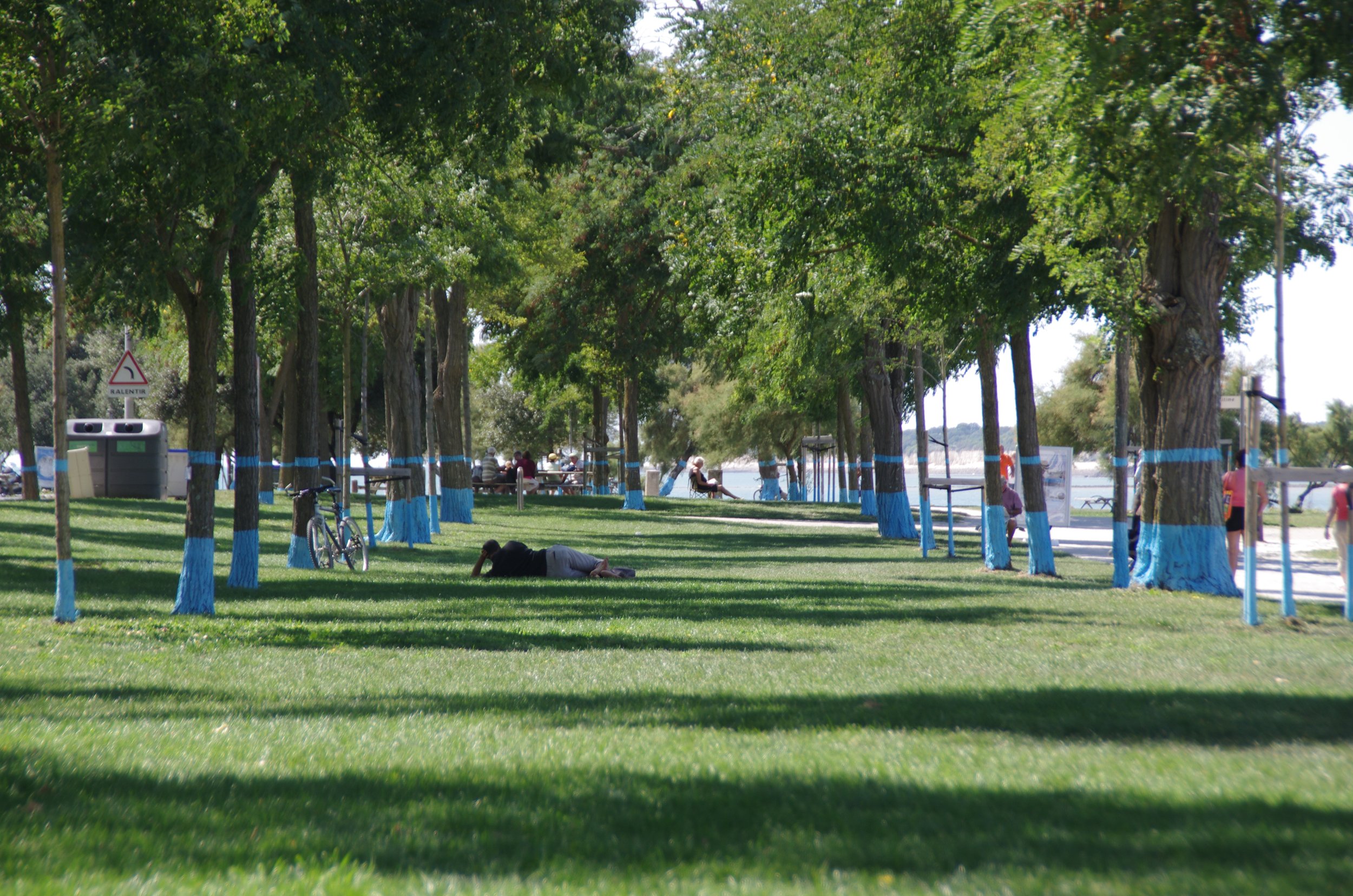 découvrez l'arbre bleu, une magnifique espèce emblématique de la france, qui illumine vos jardins sous le soleil. idéal pour allier esthétique et nature, cet arbre apporte une touche de couleur unique à votre paysage.