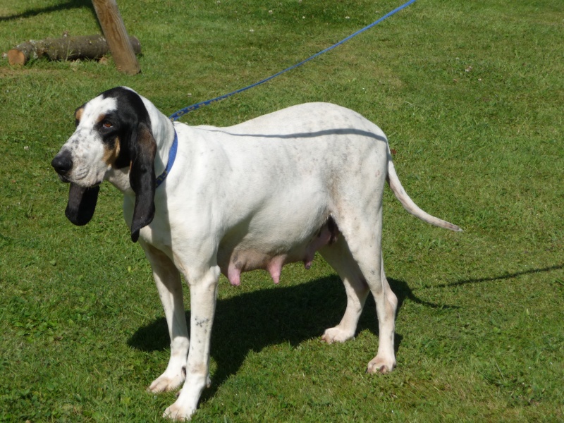 découvrez l'univers vibrant de bonjour gascon, où la culture gasconne prend vie à travers des recettes traditionnelles, des histoires captivantes et un accueil chaleureux. plongez dans cette aventure unique et savourez les richesses de la gascogne !