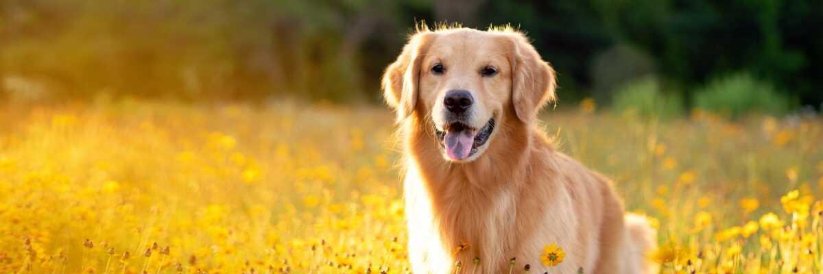 découvrez tout sur le chien, le meilleur ami de l'homme ! apprenez à connaître les différentes races, les soins à apporter, l'éducation et les conseils pour un compagnon heureux et en bonne santé.