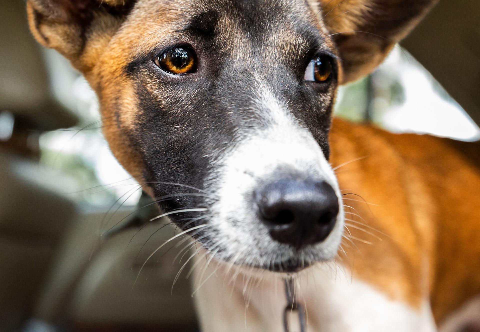 découvrez l'univers fascinant des chiens : ces animaux de compagnie fidèles et attachants. apprenez tout sur leur comportement, leur éducation et les différentes races. que vous soyez un passionné ou simplement curieux, plongez dans le monde canin!