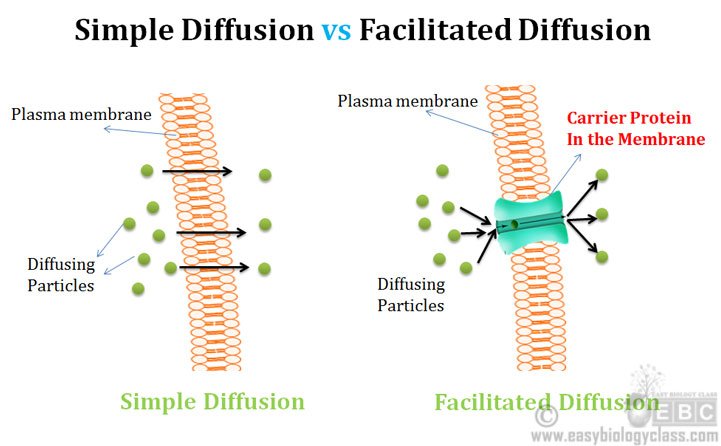 découvrez les secrets de la diffusion, un processus clé dans les domaines de la communication, de la science et des médias. apprenez comment diffuser efficacement vos idées et informations pour atteindre votre public cible.