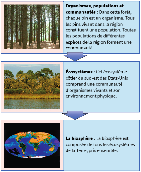 découvrez l'importance de l'écologie dans notre quotidien et comment préserver notre planète pour les générations futures. apprenez des gestes simples et des actions collectives pour protéger la biodiversité et réduire notre impact environnemental.