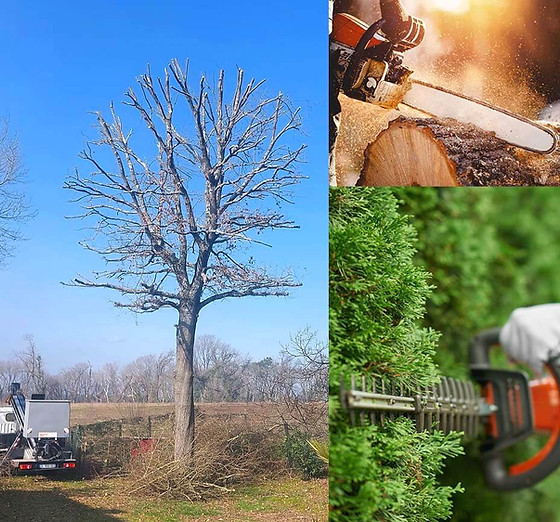 découvrez l'élagage, une technique essentielle pour entretenir vos arbres et arbustes. apprenez comment optimiser la santé de vos plantes tout en améliorant l'esthétique de votre jardin grâce à nos conseils d'experts.