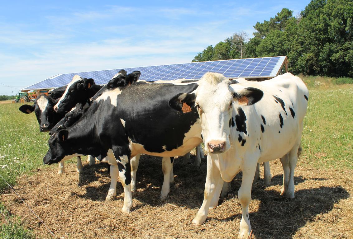 découvrez notre ferme pv agricole, un modèle d'agriculture durable intégrant des panneaux solaires pour une production alimentaire écoresponsable. engagez-vous pour l'avenir avec des pratiques agricoles innovantes et respectueuses de l'environnement.