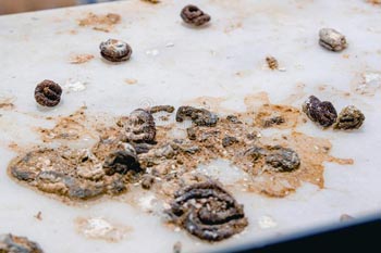 découvrez tout sur la fiente, son rôle dans l'écosystème, son utilisation en agronomie et ses impacts sur l'environnement. apprenez comment cette matière organique peut enrichir le sol et favoriser la croissance des plantes.